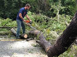 Professional  Tree Services in Millstadt, IL