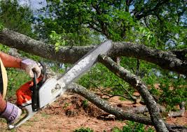 Why Choose Our Tree Removal Services in Millstadt, IL?