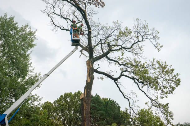 Best Hazardous Tree Removal  in Mlstadt, IL