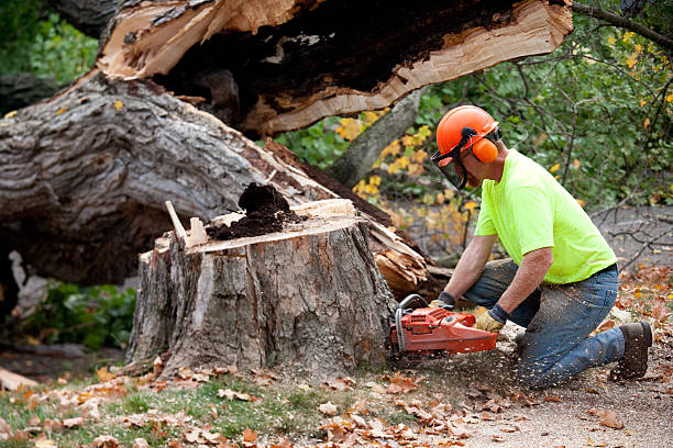 Tree Services