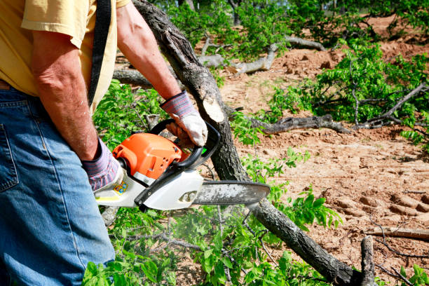 Best Emergency Tree Removal  in Mlstadt, IL